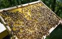 Φυτοφάρμακα που συνδέονται με τον θάνατο μελισσών βρέθηκαν στα πιο πολλά δείγματα μελιών