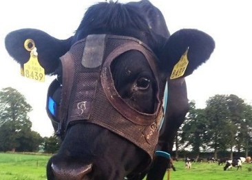 Ιρλανδία: Αγελάδες παράγουν περισσότερο γάλα φορώντας… μάσκα! - Φωτογραφία 1