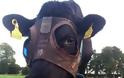 Ιρλανδία: Αγελάδες παράγουν περισσότερο γάλα φορώντας… μάσκα! - Φωτογραφία 1