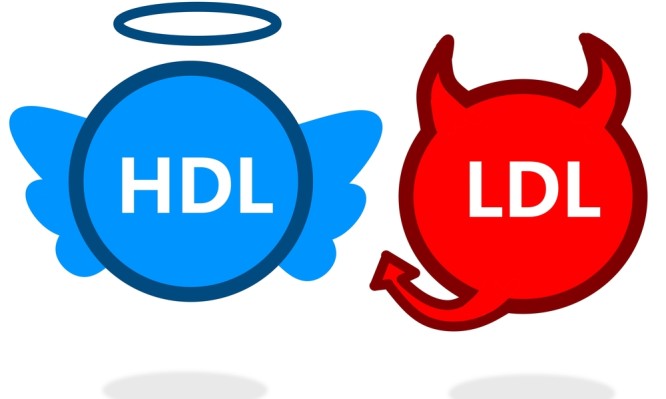 Καλή χοληστερίνη (HDL): Πώς αυξάνεται – Όρια για άντρες και γυναίκες - Φωτογραφία 1