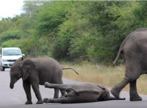 Ελεφαντάκι που νυστάζει ξαπλώνει στη μέση του δρόμου – Αυτοκίνητα το περιμένουν για ώρες [video] - Φωτογραφία 1