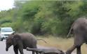 Ελεφαντάκι που νυστάζει ξαπλώνει στη μέση του δρόμου – Αυτοκίνητα το περιμένουν για ώρες [video]