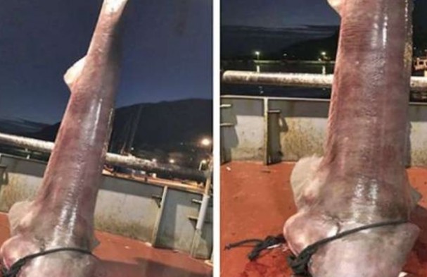 Έπιασαν καρχαρία τεσσάρων μέτρων στον Αστακό Αιτωλοακαρνανίας [photos] - Φωτογραφία 1