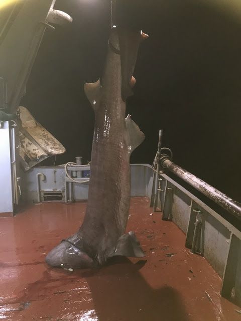 Έπιασαν καρχαρία τεσσάρων μέτρων στον Αστακό Αιτωλοακαρνανίας [photos] - Φωτογραφία 2