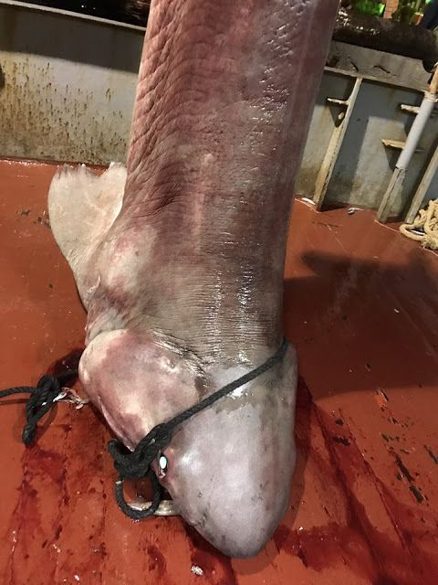 Έπιασαν καρχαρία τεσσάρων μέτρων στον Αστακό Αιτωλοακαρνανίας [photos] - Φωτογραφία 3