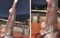 Έπιασαν καρχαρία τεσσάρων μέτρων στον Αστακό Αιτωλοακαρνανίας [photos] - Φωτογραφία 1