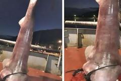 Έπιασαν καρχαρία τεσσάρων μέτρων στον Αστακό Αιτωλοακαρνανίας [photos]
