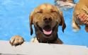 Σκυλιά απολαμβάνουν βουτιές σε πισίνα... Δείτε τις φοβερές φωτογραφίες! [photos]