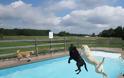 Σκυλιά απολαμβάνουν βουτιές σε πισίνα... Δείτε τις φοβερές φωτογραφίες! [photos] - Φωτογραφία 11