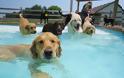Σκυλιά απολαμβάνουν βουτιές σε πισίνα... Δείτε τις φοβερές φωτογραφίες! [photos] - Φωτογραφία 13