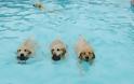 Σκυλιά απολαμβάνουν βουτιές σε πισίνα... Δείτε τις φοβερές φωτογραφίες! [photos] - Φωτογραφία 5