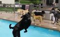 Σκυλιά απολαμβάνουν βουτιές σε πισίνα... Δείτε τις φοβερές φωτογραφίες! [photos] - Φωτογραφία 7