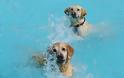 Σκυλιά απολαμβάνουν βουτιές σε πισίνα... Δείτε τις φοβερές φωτογραφίες! [photos] - Φωτογραφία 8