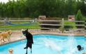 Σκυλιά απολαμβάνουν βουτιές σε πισίνα... Δείτε τις φοβερές φωτογραφίες! [photos] - Φωτογραφία 9