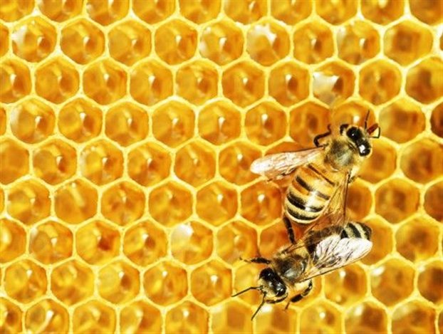 Τρία στα τέσσερα μέλια περιέχουν νεονικοτινοειδή - Φωτογραφία 1