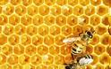 Τρία στα τέσσερα μέλια περιέχουν νεονικοτινοειδή