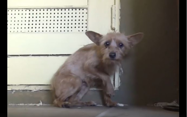 Απίστευτη μεταμόρφωση σκύλου που συγκινεί. (VIDEO) - Φωτογραφία 1