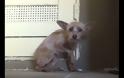 Απίστευτη μεταμόρφωση σκύλου που συγκινεί. (VIDEO)
