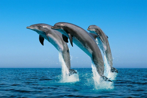 Ξέρετε γιατί τα δελφίνια πηδάνε έξω από το νερό; - Φωτογραφία 1