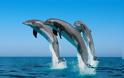 Ξέρετε γιατί τα δελφίνια πηδάνε έξω από το νερό;