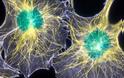 Επιστήμονες ανακάλυψαν βιοφωτόνια στον εγκέφαλο αποδεικνύοντας ότι η συνείδησή μας συνδέεται άμεσα με το φως! - Φωτογραφία 2