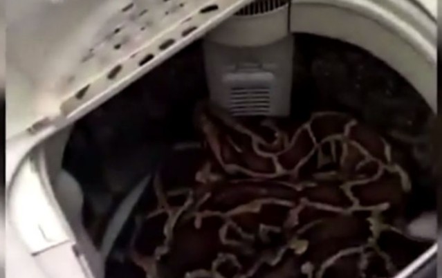Απίστευτο - Ανοιξε τον κάδο του πλυντηρίου της και βρήκε μέσα έναν τεράστιο... [video] - Φωτογραφία 1