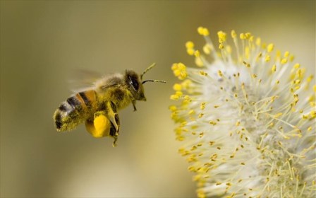 Τι θα συμβεί στον πλανήτη, εάν εξαφανιστούν οι μέλισσες; - Φωτογραφία 1