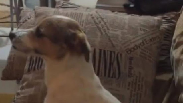 Σκύλος βλέπει θρίλερ και αντιδρά όπως ένας άνθρωπος! (Video) - Φωτογραφία 1