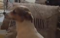 Σκύλος βλέπει θρίλερ και αντιδρά όπως ένας άνθρωπος! (Video)