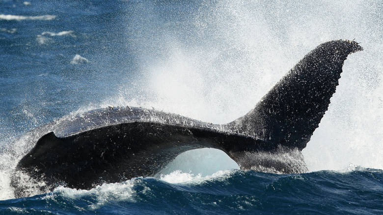 Τα καλύτερα μέρη στον κόσμο για να δείτε τις πιο όμορφες φάλαινες - Φωτογραφία 1