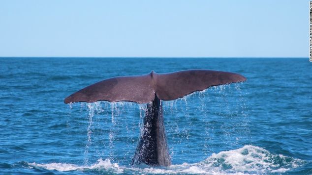 Τα καλύτερα μέρη στον κόσμο για να δείτε τις πιο όμορφες φάλαινες - Φωτογραφία 11