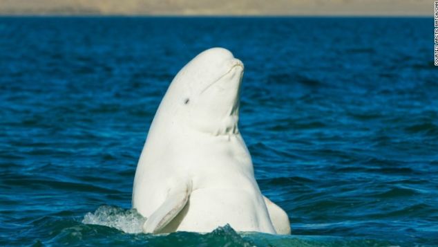 Τα καλύτερα μέρη στον κόσμο για να δείτε τις πιο όμορφες φάλαινες - Φωτογραφία 2