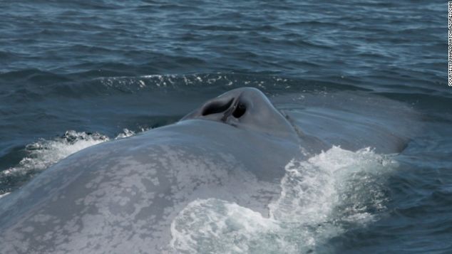 Τα καλύτερα μέρη στον κόσμο για να δείτε τις πιο όμορφες φάλαινες - Φωτογραφία 3