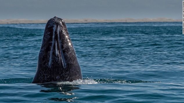 Τα καλύτερα μέρη στον κόσμο για να δείτε τις πιο όμορφες φάλαινες - Φωτογραφία 4