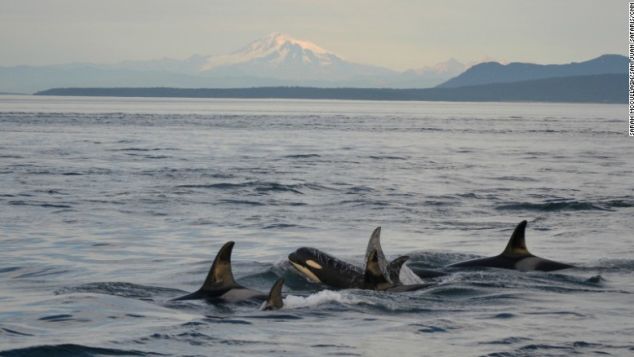 Τα καλύτερα μέρη στον κόσμο για να δείτε τις πιο όμορφες φάλαινες - Φωτογραφία 8