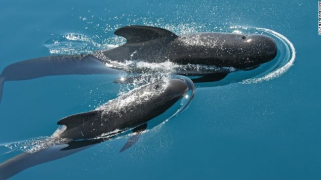 Τα καλύτερα μέρη στον κόσμο για να δείτε τις πιο όμορφες φάλαινες - Φωτογραφία 9
