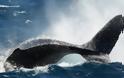Τα καλύτερα μέρη στον κόσμο για να δείτε τις πιο όμορφες φάλαινες