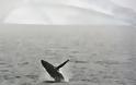 Τα καλύτερα μέρη στον κόσμο για να δείτε τις πιο όμορφες φάλαινες - Φωτογραφία 5