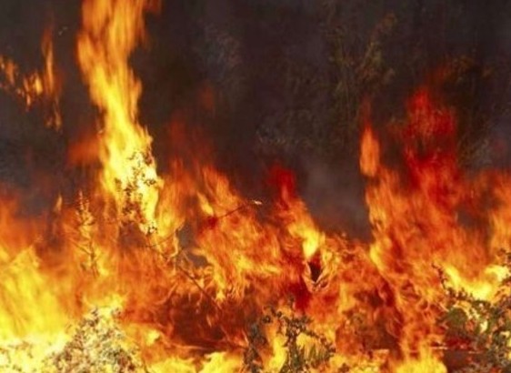 Φωτιά σε δασική έκταση στην περιοχή Νεμούτα της Ηλείας - Φωτογραφία 1