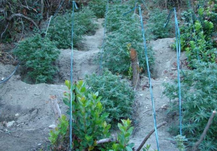 Εξαρθρώθηκε σπείρα που καλλιεργούσε ναρκωτικά – Από την Ηλεία ο αρχηγός – Στα Ιωάννινα η φυτεία - Φωτογραφία 1