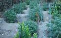 Εξαρθρώθηκε σπείρα που καλλιεργούσε ναρκωτικά – Από την Ηλεία ο αρχηγός – Στα Ιωάννινα η φυτεία