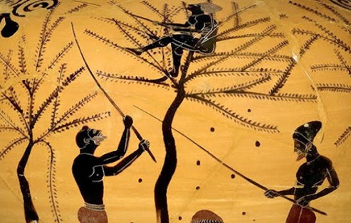 Πως έφτιαχναν οι αρχαίοι Έλληνες τις φαγώσιμες ελιές - Φωτογραφία 1