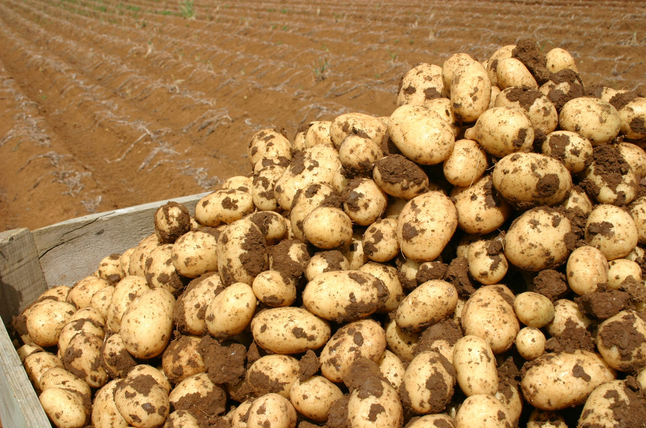 Ξεμένει από πατάτες λόγω κλιματικής αλλαγής η Νέα Ζηλανδια - Φωτογραφία 1