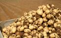 Ξεμένει από πατάτες λόγω κλιματικής αλλαγής η Νέα Ζηλανδια