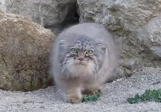 Φρενίτιδα για το ζώο που βρέθηκε στα Λευκά Όρη και μοιάζει με φουρόγατο [photos+video] - Φωτογραφία 1
