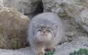 Φρενίτιδα για το ζώο που βρέθηκε στα Λευκά Όρη και μοιάζει με φουρόγατο [photos+video]