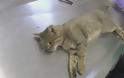 Φρενίτιδα για το ζώο που βρέθηκε στα Λευκά Όρη και μοιάζει με φουρόγατο [photos+video] - Φωτογραφία 3