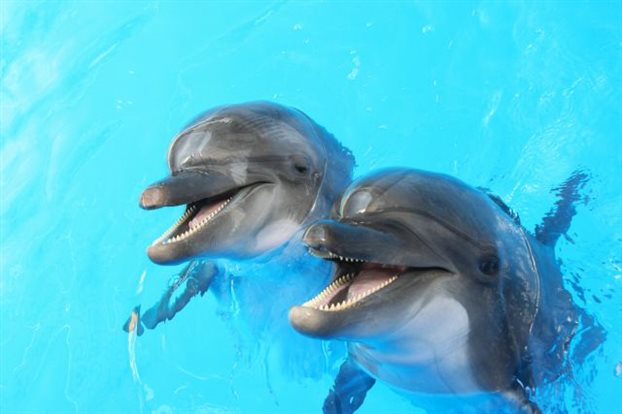 Φάλαινες και δελφίνια ζουν σε κοινωνίες, μιλούν διαλέκτους και κουτσομπολεύουν... - Φωτογραφία 1