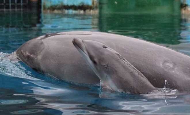 Όταν είδαν το θηλυκό δελφίνι να σκοτώνει το μικρό του, πάγωσαν – Μόλις όμως κατάλαβαν γιατί το έκανε, τους «σηκώθηκε η τρίχα» - Φωτογραφία 1