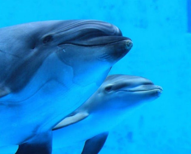 Όταν είδαν το θηλυκό δελφίνι να σκοτώνει το μικρό του, πάγωσαν – Μόλις όμως κατάλαβαν γιατί το έκανε, τους «σηκώθηκε η τρίχα» - Φωτογραφία 2